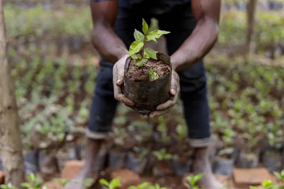 African Monarch Lodges Sijwa Permaculture Project