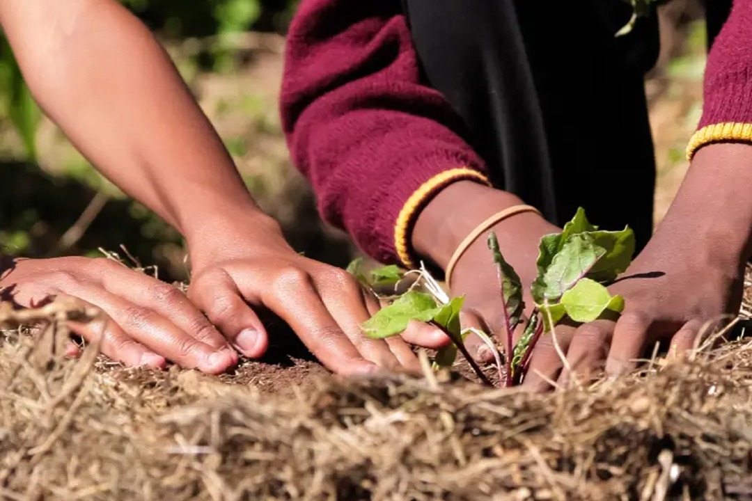 African Monarch Lodges Sijwa Permaculture Project