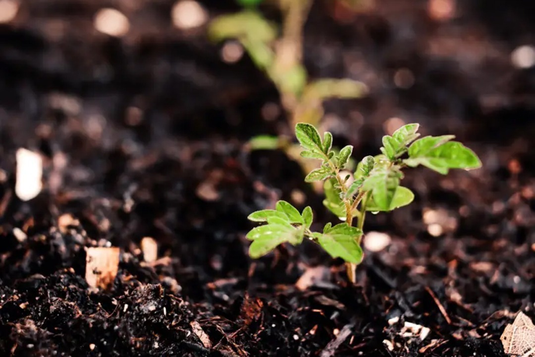 African Monarch Lodges Sijwa Permaculture Project