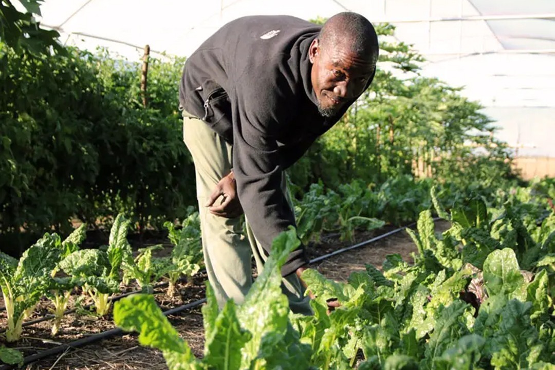 African Monarch Lodges Sijwa Permaculture Project