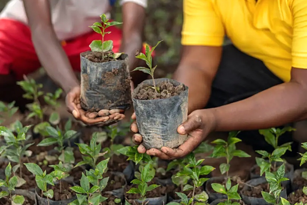 African Monarch Lodges Sijwa Permaculture Project