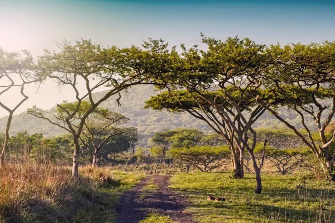 African Monarch Lodges Sijwa Permaculture Project