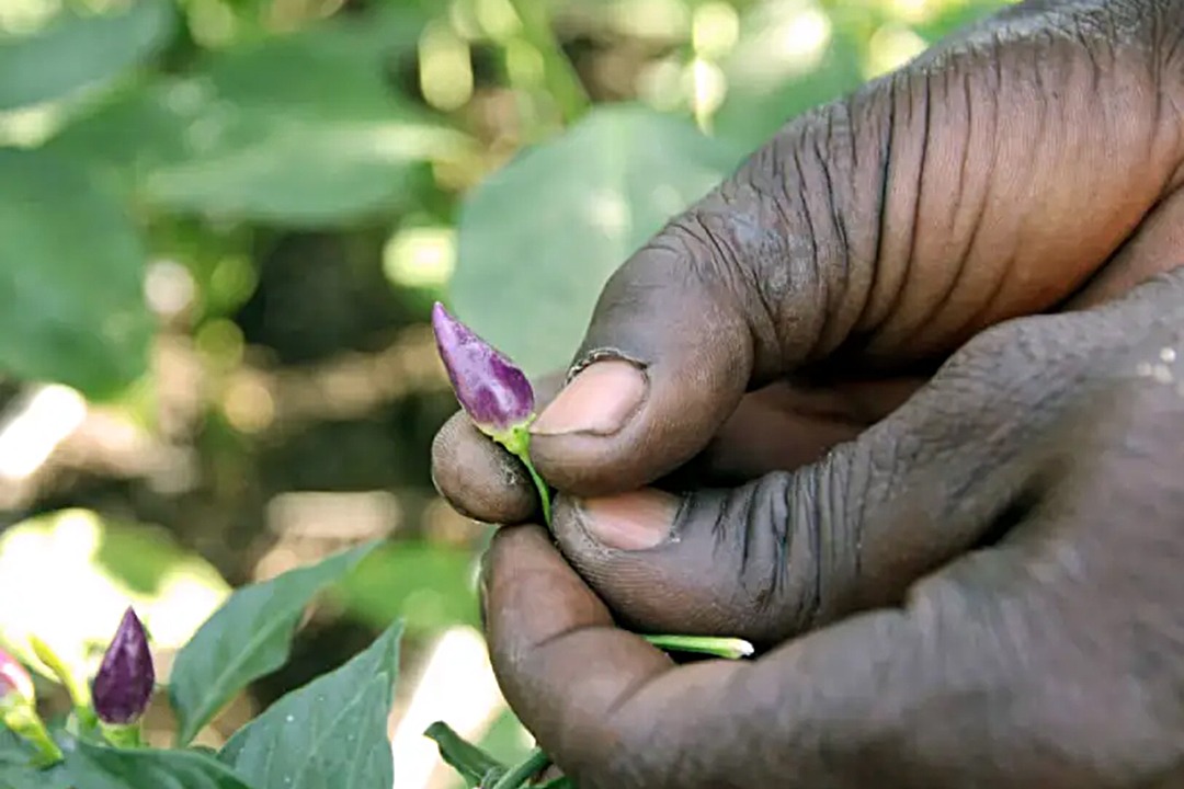 African Monarch Lodges Sijwa Permaculture Project