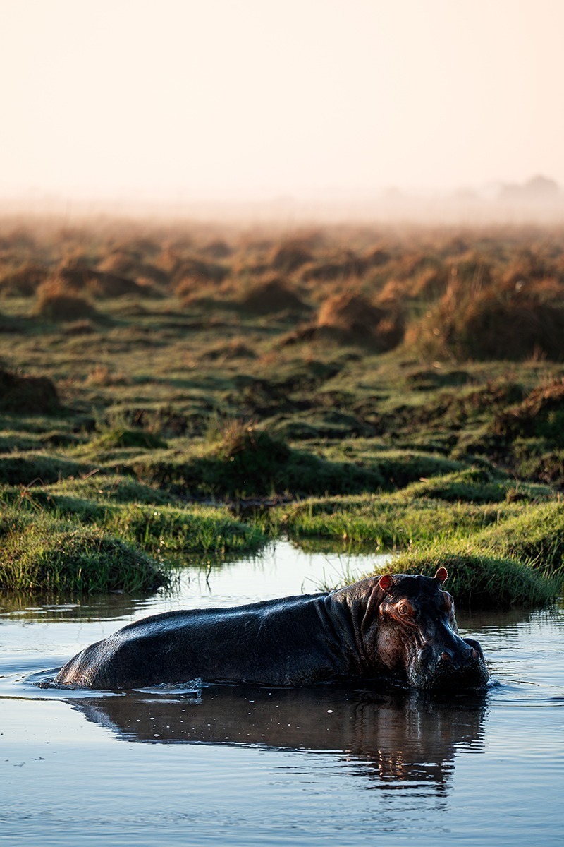 African Monarch Lodges Hippo