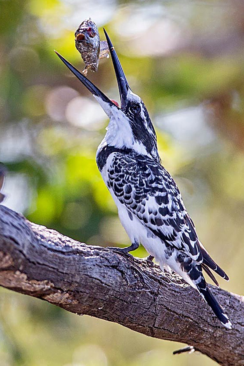 African Monarch Lodges Kingfisher