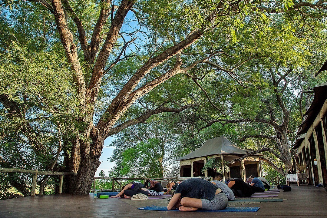 African Monarch Lodges Yoga In The Wild