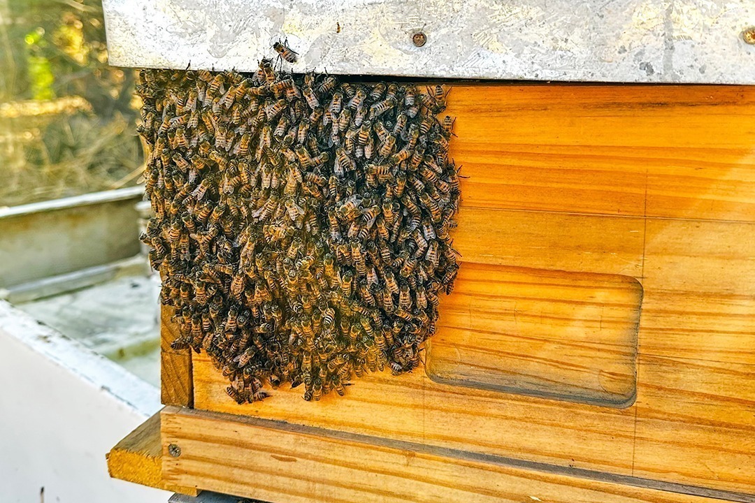 African Monarch Lodges Sijwa Beehive Project