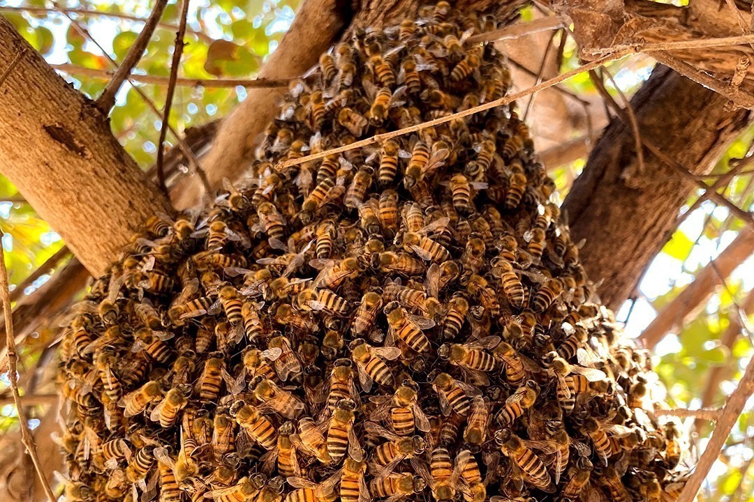 African Monarch Lodges Sijwa Beehive Project